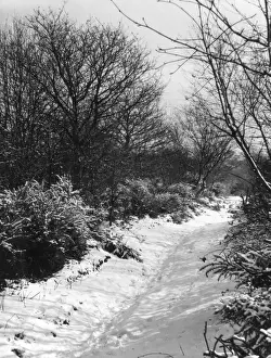 Winter Weather Photography Prints: Snowy Woods