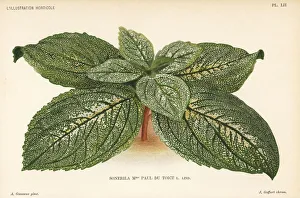 Sonerila hybrid, Madame Paul du Toict, raised Sonerila hybrid, Madame Paul du Toict, raised