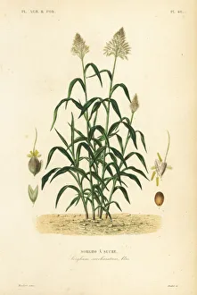 Sorghum grass, great millet or milo, Sorghum bicolor Sorghum grass, great millet or milo, Sorghum bicolor