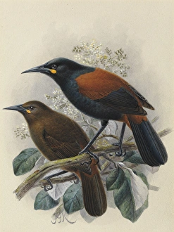 South Island Saddleback Tieke South Island Saddleback Tieke