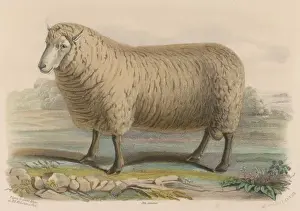 Sheep Prints: Southdown Ram Print, Glynde Estate, Sussex