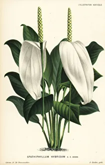 Spath lily hybrid, Spathiphyllum hybridum Spath lily hybrid, Spathiphyllum hybridum