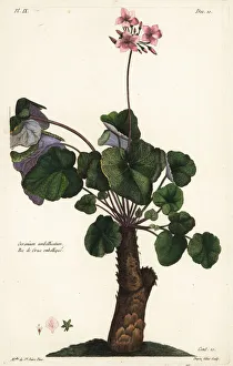 Species of geranium, Geranium umbellicatum Species of geranium, Geranium umbellicatum