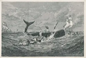 Prints of A sperm whale attacked Physeteridae Prints: Sperm Whale Print 1868 Lithograph
