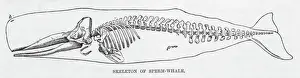 Prints of The skeleton of a sperm whale Physeteridae Prints: Sperm Whale Skeleton Print