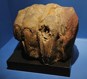 Sphinxs paw from Memphis. 2000-1000 BC. Egypt Sphinxs paw from Memphis. 2000-1000 BC. Egypt