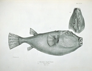 Sphoeroides angusticeps, narrow headed puffer Sphoeroides angusticeps, narrow headed puffer
