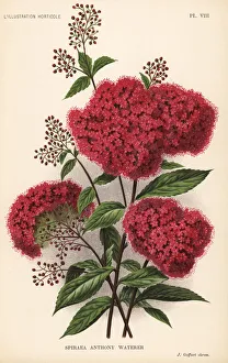 Spiraea japonica cultivar, Anthony Waterer Spiraea japonica cultivar, Anthony Waterer