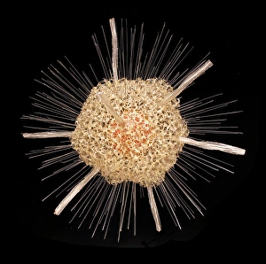 Spongosphaera streptacantha, radiolarian Spongosphaera streptacantha, radiolarian