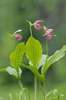 Spotted Ladys Slipper Orchid - flowering wild plants Spotted Ladys Slipper Orchid - flowering wild plants
