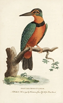Spotted or Surinam kingfisher, Alcedo paradisea Spotted or Surinam kingfisher, Alcedo paradisea