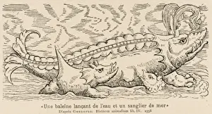 Historical Sea Creatures Prints: Spouting Whale-Fish
