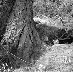 Old Tree Trunk Prints: Spring Snowdrops