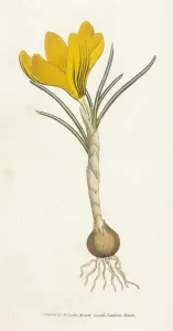 Spring Prints: Spring Crocus Print by Curtis