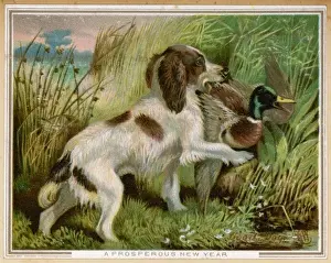 Hunting Dog Prints: Springer Spaniel Card