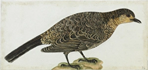 Sri Lanka Thrush, Zoothera dauma imbricata Sri Lanka Thrush, Zoothera dauma imbricata
