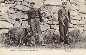 Scottish History Pictures Prints: St Kildans with Soay Sheep
