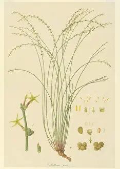 Ferdinand Bauer Artwork Prints: Stackhousia viminea, slender stackhousia