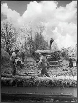 Stacking Reed for Thatch Stacking Reed for Thatch