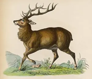 Nature Prints: STAG