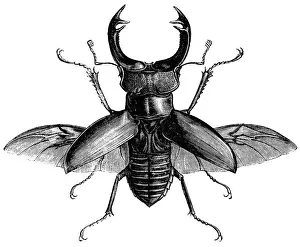 Prints of A rather handsome stag beetle spreads its wings Related Prints: Stag Beetle Print: A Handsome Specimen Spreads its Wings