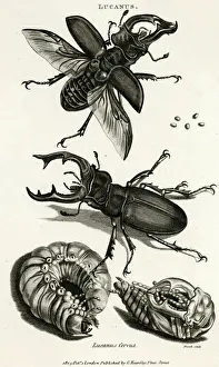 Prints of Male and female stag beetles with pupa. Date: 1865 Beetle Prints: Stag Beetles Male and Female with Pupa Print, 1865