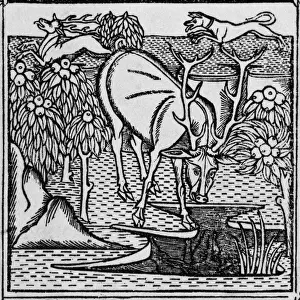 Historical Prints Online Prints: The stag & the pool