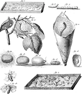 Insect Life Cycle Prints: Stages of the Silkworm