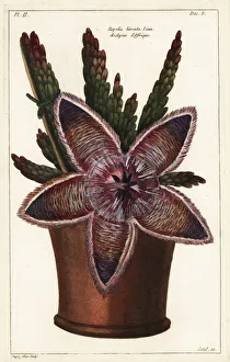 Starfish flower or carrion plant, Stapelia hirsuta Starfish flower or carrion plant, Stapelia hirsuta