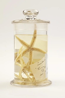 Starfish, Luidia scotti Starfish, Luidia scotti