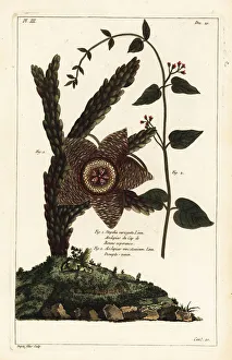 Starfish plant and white swallow-wort Starfish plant and white swallow-wort
