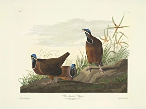 Starnoenas cyanocephala, blue-headed quail dove Starnoenas cyanocephala, blue-headed quail dove
