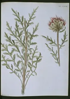 Dicotyledonous Plant Species Prints: Stemmacantha uniflora