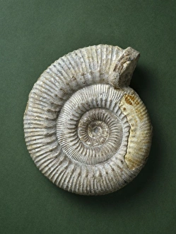 Stephanoceras humphriesianum, ammonite Stephanoceras humphriesianum, ammonite