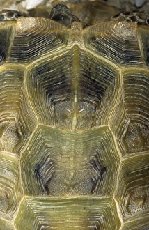 Steppe / Horsfields Tortoise carapace from above Steppe / Horsfields Tortoise carapace from above