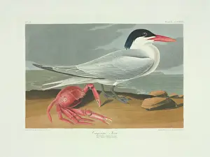Prints of Plate 273 from John James Audubons Birds of America, original double elephant folio (1834-35), hand-coloured aquatint. Engraved, printed and coloured by R. Havell (& Son), London John James Audubon Prints: Royal Tern Print, Birds of America (1834-35)