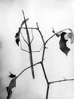Vintage Insect Photography Prints: Stick Insect