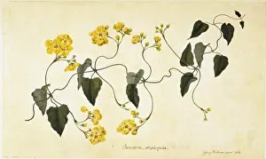 Dicotyledonous Flowering Plants Prints: Stigmaphyllon auriculatum