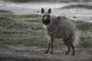 Stiped Hyena - with mating season coat Stiped Hyena - with mating season coat
