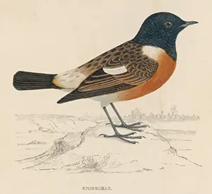 British Wildlife Paintings Prints: Stonechat (Morris)