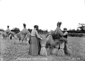 Prints of Stooking the Flax, Toome, Co. Antrim - a view of a man and woman in a field stooking the gathered flaX. (Location: Northern Ireland: County Londonderry: Toomebridge). Date: circa early 1900s Related Prints: Early 20th Century Irish Print: Stooking the Flax
