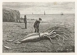 Prints of ARCHITEUTHIS PRINCEPS stranded on a Newfoundland beach Date: 1883 Princeps Prints: Stranded Architeuthis Princeps Print, 1883