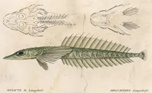 Historical Marine Life Prints: A Strange Looking Fish