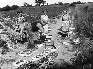 Strawberry Pickers Print