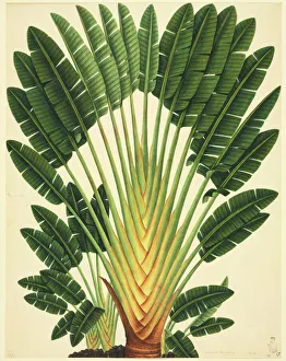 Strelitzea sp., bird of paradise flower Strelitzea sp., bird of paradise flower
