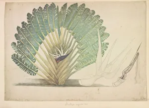 Strelitzia alba, white bird of paradise Strelitzia alba, white bird of paradise