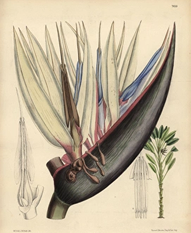 Strelitzia nicolai, blue bird-of-paradise flower Strelitzia nicolai, blue bird-of-paradise flower