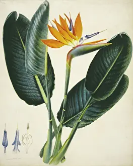 Prints of Watercolour by Ralph Stennett, 1805. Held in the Botany Library at the Natural History Museum, London Passerine Prints: Strelitzia sp Watercolour Print, 1805