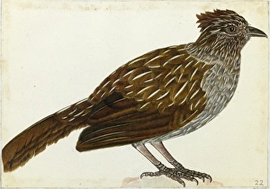 Striated Laughingthrush, Garrulax striatus Striated Laughingthrush, Garrulax striatus