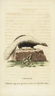 Zoology Historical Illustrations Prints: Striped skunk, Mephitis mephitis